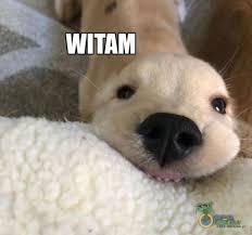 Znalezione obrazy dla zapytania: witam