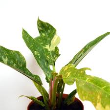 Variegated Tiger Tooth Philodendron Plants Variegated Plant Leaves