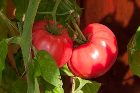 Brandywine — the word brandywine may refer to:food and drink *brandy *brandywine (tomato) a variety of heirloom tomatogeographic locations. Top 10 Varieties Of Tomato For Short And Long Growing Seasons The Self Sufficient Living