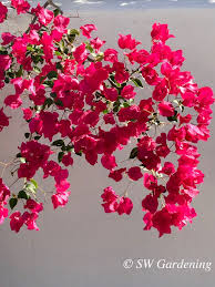 This tropical perennial gained its nickname bougainvillea can technically be pruned at any time of the year, but the best time to do so for the integrity many bougainvillea species have thick, very sharp thorns that can hurt your hands. Bougainvillea You Can Grow That Water Use It Wisely