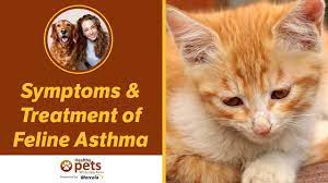 Symptoms Treatment Of Feline Asthma Youtube