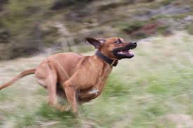 Image result for rhodéský ridgeback
