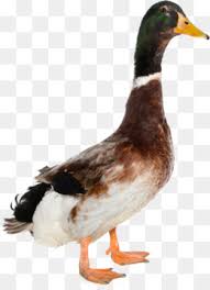 Born 2 september 1989), commonly known as alexandre pato (ˈpatu) or just pato. Pato Png And Pato Transparent Clipart Free Download Cleanpng Kisspng