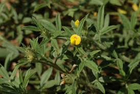 Image result for Stylosanthes