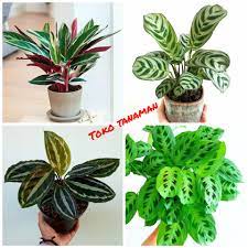 We did not find results for: Paket 4 Jenis Chalathea Tanaman Hias Hidup Tanaman Indoor Outdoor Lazada Indonesia