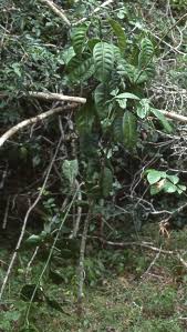 Image result for Psychotria heterosticta