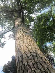 People interested in thunderhead japanese black pine also searched for. Pinus Thunbergii Wikiwand