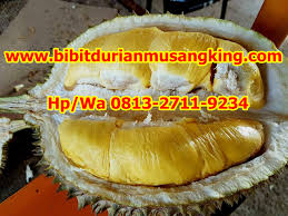 Di indonesia sendiri, durian musang king masih terbilang langka. Jual Bibit Durian Musangking Jakarta Promo Hp Wa 0813 2711 9234