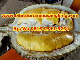 Daerah asalnya adalah jawa barat. Jual Bibit Durian Unggul Surabaya Promo Hp Wa 0813 2711 9234