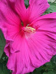 Hibiscus Jazzberry Jam Hardy Hibiscus Hibiscus Flowers Hibiscus