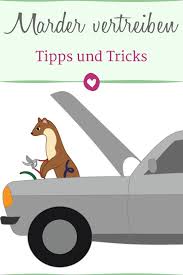 Marder Vertreiben Mit Diesen Tricks Gelingt Es Marder Vertreiben Marder Vertreiben