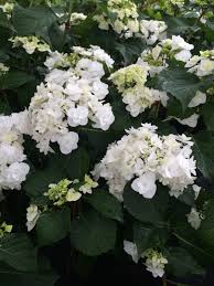 Image Result For Double Delights Wedding Gown Hydrangea Hydrangea Wedding Wedding Gowns