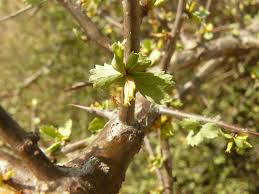 Image result for Commiphora kua
