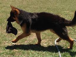 A national breed club (parent club) is a national organization that is dedicated to the preservation, protection and advancement of a dog breed. About Us Nevada Haus German Shepherd Breeder Nevada Tx