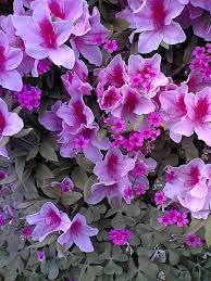 Plant Paradise Azalea Gallery Plants Azaleas Evergreen Flowering Shrubs