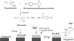 Biochemistry Tests For Food Macromolecules Quizlet Biomolecule An Overview Sciencedirect Topics