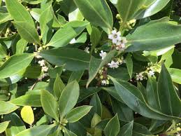 Image result for Cycnium