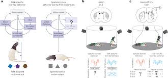 Differential kinematic coding in sensorimotor striatum across behavioral  domains reflects different contributions to movement | Nature Neuroscience