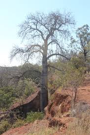 Image result for Brachychiton australis