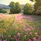 Landscape Painting Workshop with Brenda Pinnick event image