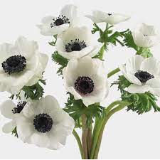 White Anemone White Anemone White Anemone Flower Anemone Flower