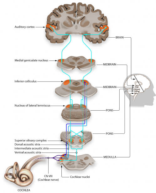 The Auditory Pathway: Why ringing is a neurological event, not just an ear problem., AI generated