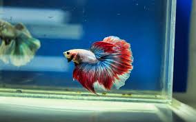 The chemical balance in your aquarium will change with every new fish you. Best Betta Fish Tank 2020 Updated