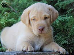 Best silver lab puppies breeders in pa. Louie Yellow Lab Puppy For Sale From New Holland Pa Lab Dogs Rat Dog Puppies
