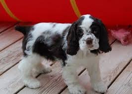 American Cocker Spaniel Puppy Black And White Moondrop Gardens Cocker Spaniels Cocker Spaniel American Cocker Spaniel Spaniel Breeds