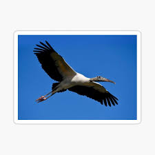 We did not find results for: Flying Stork Stickers Redbubble