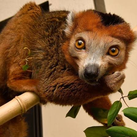 Duke - Crowned lemur brothers Nedjem and Shezmu enjoy some fresh browse 🌿  Why does Nedjem have a bald spot on his forehead? Male crowned lemurs have  a scent gland in the