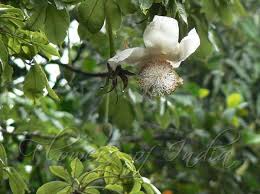 Image result for Adansonia digitata