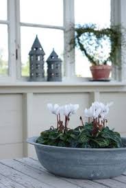 They bloom in the dry season, just before the rain waters in the fresh seed which will grow in early spring. 19 Cyclamen Plants Ideas Plants Flowers Planting Flowers