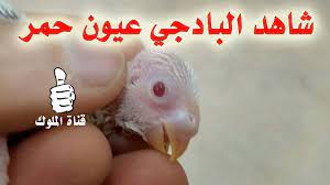 فرخ بادجي عيون حمر budgies