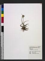 Image result for Rhynchospora rubra