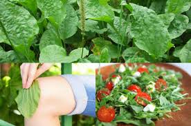 Խոտաբույս, որը կօգնի բուժել թութքը, կկարգավորի արյան մեջ շաքարի ու խոլեստերինի մակարդակը և կկանխի սպիերի առաջացումը - Լուրեր Հայաստանից ...