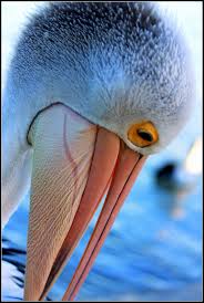 White Bird With Big Eyes Close Up Of An Australian Pelican Love It S Eyes Bird Photo Beautiful Birds Birds