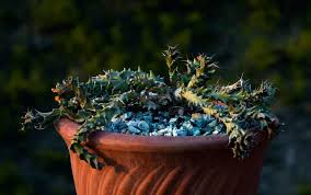 Image result for Euphorbia torta