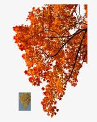 Autumn Tree Leaves Color Fall Foliage Png Oranges Fall Tree Transparent Background Png Download Kindpng All things must end someday autumn leaves must fall. autumn tree leaves color fall
