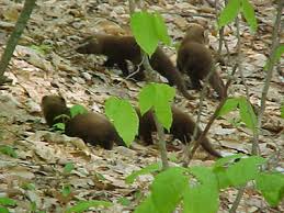 Our maine black bear hunting outfitters offer 136,000 acres of northern maine forest and rivers for hunting black bears and fishing for trout and our maine bear hunting outfitter is located 50 miles from the closest united states town, which means your hunting experience will be undisturbed by. Maine Fisher Cats Big Game Hunt