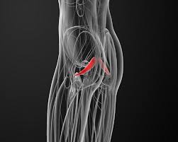 Anatomie oberschenkel femur knie kniegelenk articulatio genus unterschenkel crus, knochen muskeln oberschenkel, knie mit menisken, schienbein wadenbein und muskulatur. Starke Schmerzen In Gesass Und Beinen Das Piriformis Syndrom Functional Training Magazin