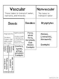 Plant Classification Plant Classification Biology Worksheet School Spirit Days