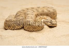 Image result for Strabomantis cerastes