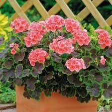 Homegrown packet geranium seeds, bulk seeds, burgundy geranium (100) $7.99. Geranium Vergleichen Bis 45 Sparen Purovivo