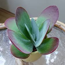 In winter or under full sun, the tips of the leaves turn deep red, which gives the plant another fun nickname red pancake. Kalanchoe Thyrsiflora Tetraphylla Flapjacks Paddle Plant 20 Seeds Buy Online In Madagascar At Madagascar Desertcart Com Productid 56069073