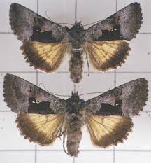 Image result for Syngrapha parilis