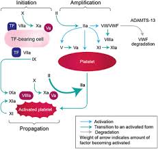 In hemophilia a, the missing substance is factor viii. Factor Viii Long Established Role In Haemophilia A And Emerging Evidence Beyond Haemostasis Sciencedirect