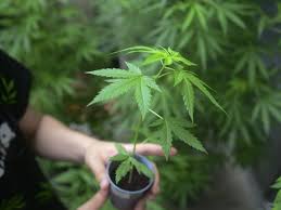 Outdoor growing tipps & trick zum outdoor cannabis anbau! Cannabis Im Garten 15 Jahriger Verriet Mutter An Deutsche Polizei Welt Vol At