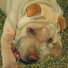 Adopt hugh a brindle shar pei dog in yuma, az (31071287). Puppyfind Sharpei Puppies For Sale