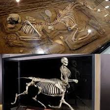 Greece's Centaur Skeleton: Where Myth and History Collide The Discovery  That Shook Archaeology https://ustoday24h.com/hong2/greeces-centaur -skeleton-where-myth-and-history-collide-s/